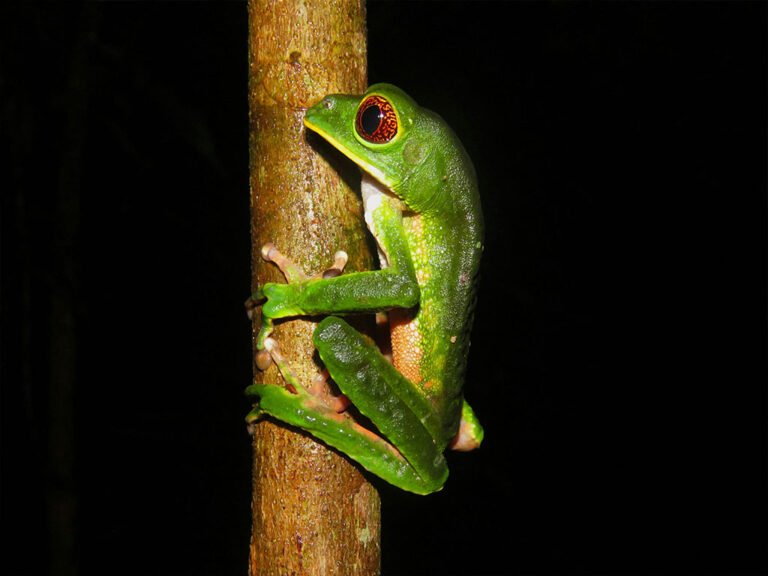 giant monkey frog kambó