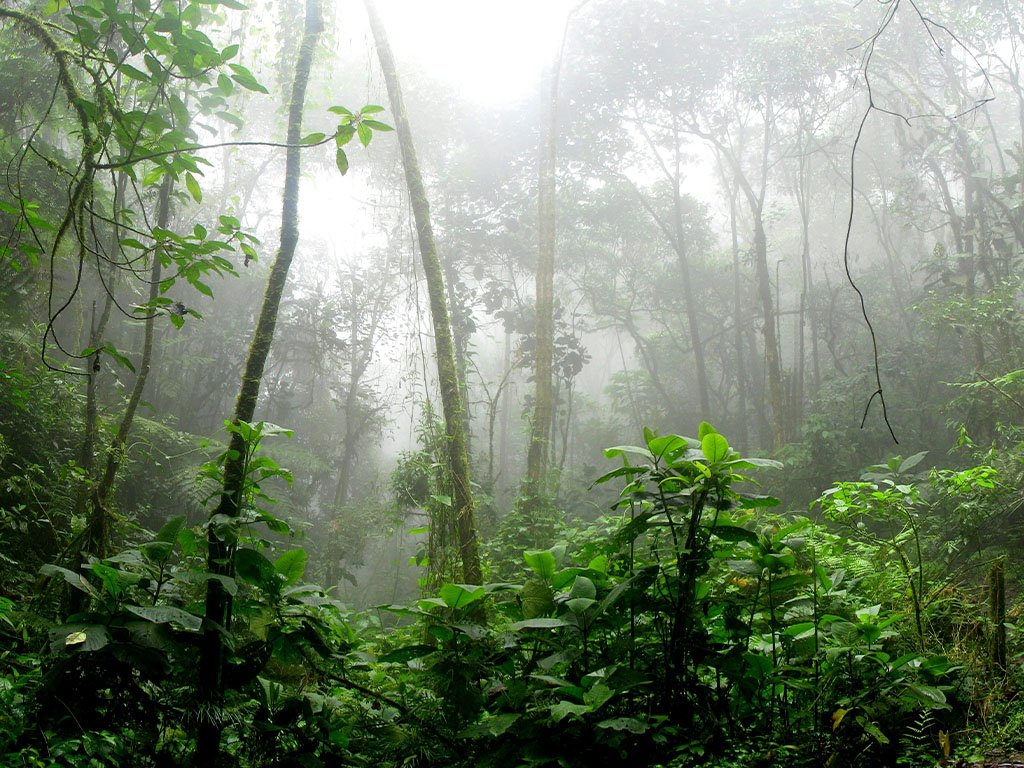 AYAHUASCA RETREATS SPAIN AMAZONIAN INNER EVOLUTION